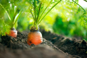 (c) Can Stock Photo / Subbotina Carrots by (c) Can Stock Photo / Subbotina